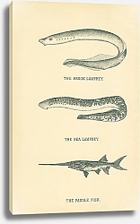 Постер Ручьевая и морская минога, веслонос