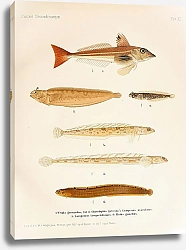 Постер Trigla gurnardus, Chirolophis galerita, Lumpenus maculatus, Lumpenus lampretiformis, Pholis gunellus