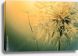 Постер Beautiful dandelion