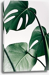 Постер Крупные зеленые листья монстеры