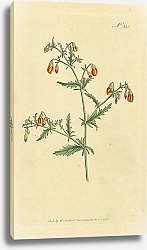 Постер Curtis Ботаника №64 1