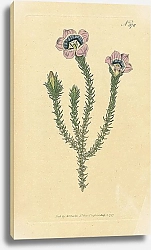 Постер Curtis Ботаника №31 1