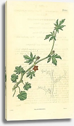 Постер Curtis Ботаника №28 1