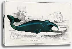Постер Кит из истории Земли и живой природы (1820)