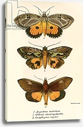 Постер Школа: Английская 19в. Butterflies 104