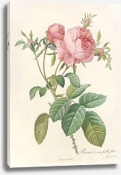 Постер Редюти Пьер Rosa Centifolia Foliacea