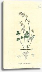 Постер Curtis Ботаника №29 1