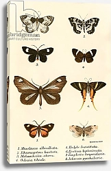 Постер Школа: Английская 19в. Butterflies 112