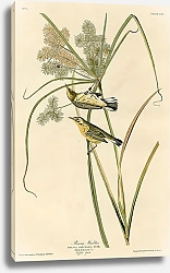 Постер Prairie Warbler