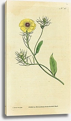Постер Curtis Ботаника №56 1
