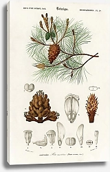 Постер Морская сосна (Pinus Maritima)