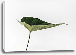 Постер Зеленый плоский лист 
