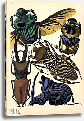 Постер Insects by E. A. Seguy №7
