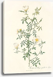 Постер Редюти Пьер Rosa Sepium Myrti Folia