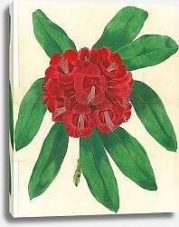 Постер Rohododendron Arboreum