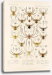 Постер Годман Фредерик Arachnida Araneidea Pl 09