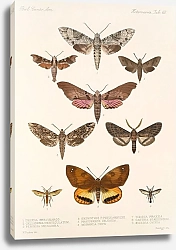 Постер Годман Фредерик Insecta Lepidoptera-Heterocera Pl 068