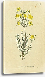 Постер Curtis Ботаника №50 1