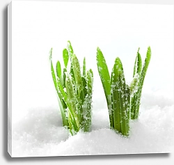 Постер Зеленая трава, растущая из-под снега