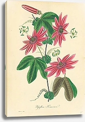 Постер Passiflora Kermesina 2