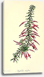 Постер Styphelia Tubiflora