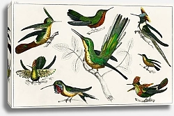 Постер Коллекция различных птиц 2