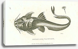 Постер Acetabulated Platystacus 1