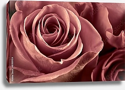 Постер Бледно-розовая роза макро