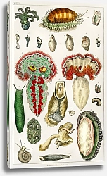 Постер Коллекция различных животных с щупальцами