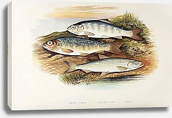 Постер Young trout, Salmon parr, Smelt