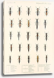 Постер Годман Фредерик Insecta Coleoptera Pl 053