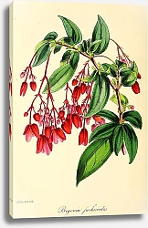 Постер Begonia Fuchsioides