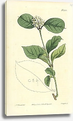 Постер Curtis Ботаника №3 1