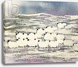 Постер Кеннет Сьюзи (совр) Sheep in Winter