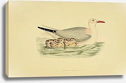Постер Slender-Billed Gull