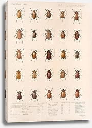 Постер Годман Фредерик Insecta Coleoptera Pl 010