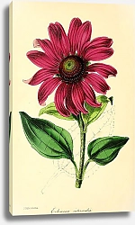 Постер Echinacea Intermedia