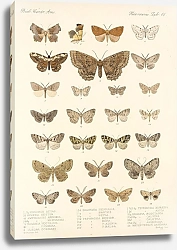 Постер Годман Фредерик Insecta Lepidoptera-Heterocera Pl 048