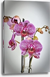 Постер Цветок пятнистой розовой орхидеи