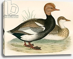 Постер Моррис (акв, птицы) Red Crested Whistling Duck
