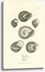 Постер Helix mora, Helix viridis Desm, Paludina subcostata, Helix Hayii, Helix radiata, Helix Fraseri
