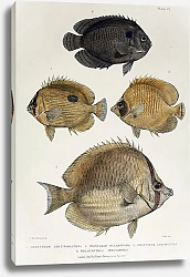 Постер Chaetodon zanzibarensis, Chaetodon melanopoma, Chaetodon leucopleura, Holacanthus multispinis