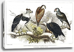 Постер Белоголовый морской орел, большой гарпийский орел, чилийский морской орел и бразильский орел каракара