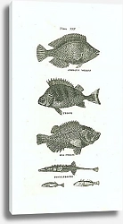 Постер Gibbous Wrass, Perch, Sea Perch, Sticklebacks 1