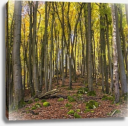 Постер Золотой лес с мшистыми камнями