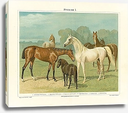 Постер Лошади I 1