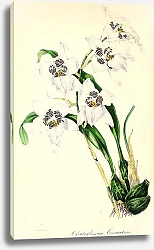Постер Odontoglossum Cervantesii