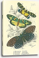 Постер Devanica tricolor, Erasmia pulchella, Amesia sanguiflua 1