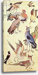Постер Школа: Индийская 17в. Ten Birds