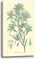 Постер Curtis Ботаника №47 1